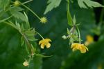 Ranunculus caricetorum Greene
