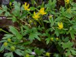 Ranunculus fascicularis Muhl. ex Bigelow