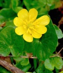 Ficaria verna Hudson