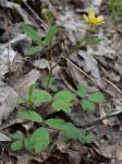 Ranunculus hispidus Michx.