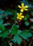 Ranunculus hispidus Michx.