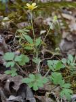 Ranunculus hispidus Michx.