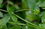 Ranunculus septentrionalis Poir.
