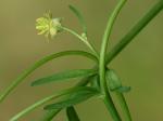 Ranunculus micranthus Nutt.
