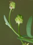 Ranunculus micranthus Nutt.