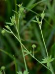 Ranunculus parviflorus L.
