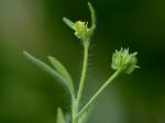 Ranunculus parviflorus L.