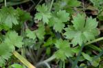 Ranunculus parviflorus L.