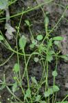 Ranunculus pusillus Poir.