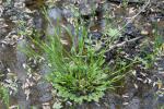 Ranunculus pusillus Poir.