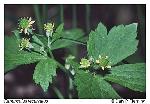 Ranunculus recurvatus Poir. var. recurvatus