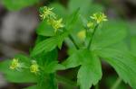 Ranunculus recurvatus Poir. var. recurvatus