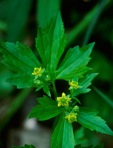 Ranunculus recurvatus Poir. var. recurvatus
