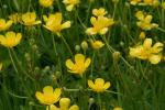 Ranunculus repens L.