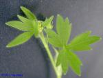Ranunculus sardous Crantz