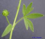 Ranunculus sardous Crantz