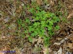 Ranunculus sardous Crantz