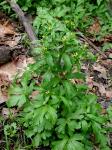 Ranunculus sceleratus L. var. sceleratus