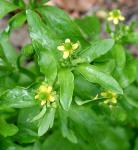 Ranunculus sceleratus L. var. sceleratus