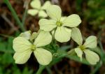 Raphanus raphanistrum  L.