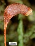 Rauiella scita (P. Beauv.) Reimers
