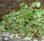 Reboulia hemisphaerica (L.) Raddi