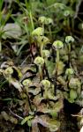 Reboulia hemisphaerica (L.) Raddi