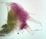 Reboulia hemisphaerica (L.) Raddi