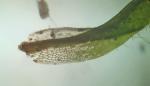 Rhabdoweisia crispata (Dicks. ex With.) Lindb.