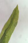 Rhabdoweisia crispata (Dicks. ex With.) Lindb.
