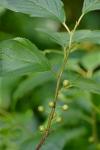 Endotropis alnifolia (L'Her.) Hauensch.