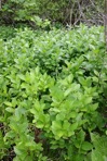 Endotropis alnifolia (L'Her.) Hauensch.