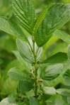 Endotropis alnifolia (L'Her.) Hauensch.