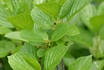 Endotropis alnifolia (L'Her.) Hauensch.