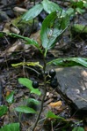 Endotropis alnifolia (L'Her.) Hauensch.