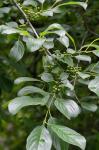 Rhamnus davurica Pallas