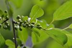 Rhamnus davurica Pallas