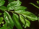 Rhamnus davurica Pallas