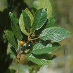 Frangula alnus P. Mill.