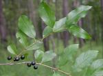 Endotropis lanceolata (Pursh) Hauensch.