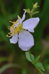 Rhexia mariana L. var. mariana