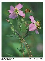 Rhexia mariana L. var. mariana