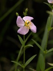 Rhexia mariana L. var. mariana