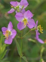 Rhexia nashii Small