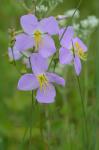 Rhexia nashii Small