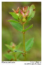Rhexia petiolata Walt.