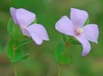 Rhexia petiolata Walt.