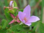 Rhexia petiolata Walt.