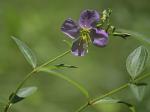 Rhexia ventricosa Fernald & Griscom