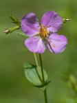 Rhexia ventricosa Fernald & Griscom